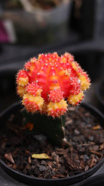 istock Beautiful small cactus in a decorative pot 2198186017