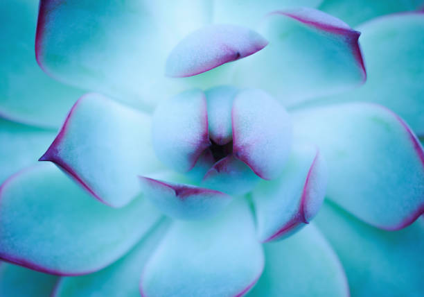 Abstract succulent in neon fluorescent light turquoise blue glowing dark nature background.flat lay close-up macro texture botany shape desktop wallpaper design.