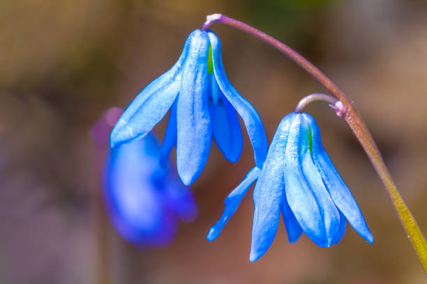 istock closeup blue snowdrop flowers in a forest, beautiful spring natural background 2198186724