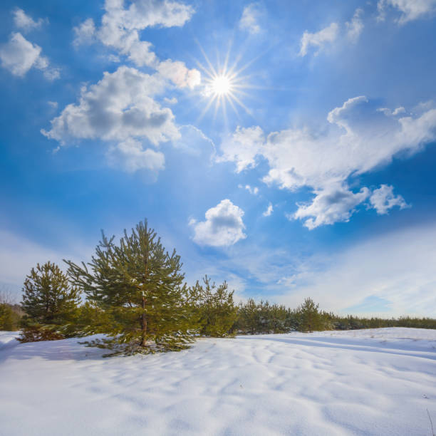 istock winter snowbound fir forest glade at the sunny day 2198187024