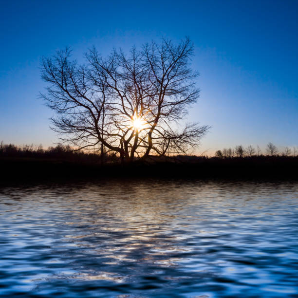 alone dry tree on lake coast at the sunset, evening natural background