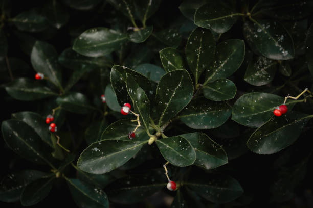 istock Euonymus japonicus. Evergreen shrub with red berries. 2198187280