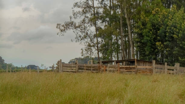 istock pasture with hay plantation in cattle production 2198187593