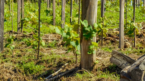 istock grapes, grape plantation, grape vines, young vines, shoots, vine, vitis vinifera and vitis labrusca 2198187696
