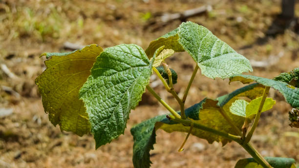 istock grapes, grape plantation, grape vines, young vines, shoots, vine, vitis vinifera and vitis labrusca 2198187743