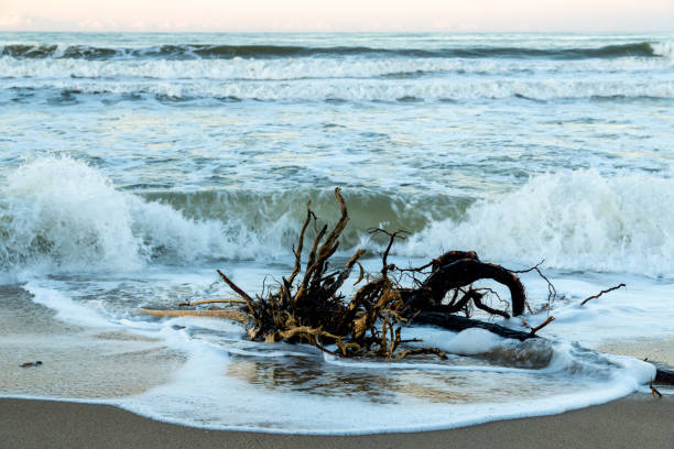 A large piece of driftwood with tangled roots lies in shallow water at the beach. Waves roll in as the peaceful sky and sea create atmospher