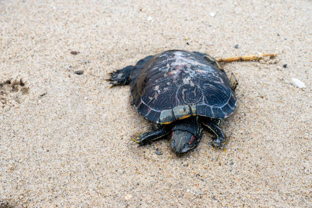 istock Turtle with detailed shell resting on sandy beach with traces 2198188050