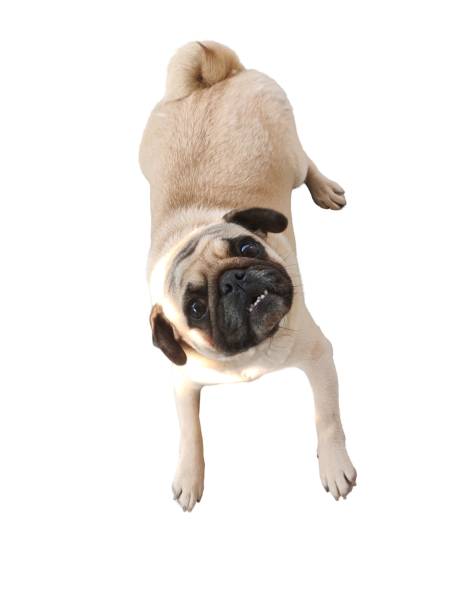 istock A pug dog is laying on the ground 2198188386