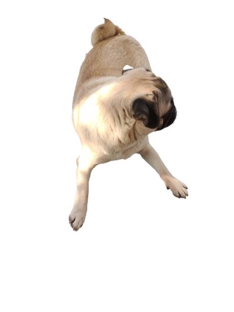 istock A pug dog is laying on the ground 2198189042