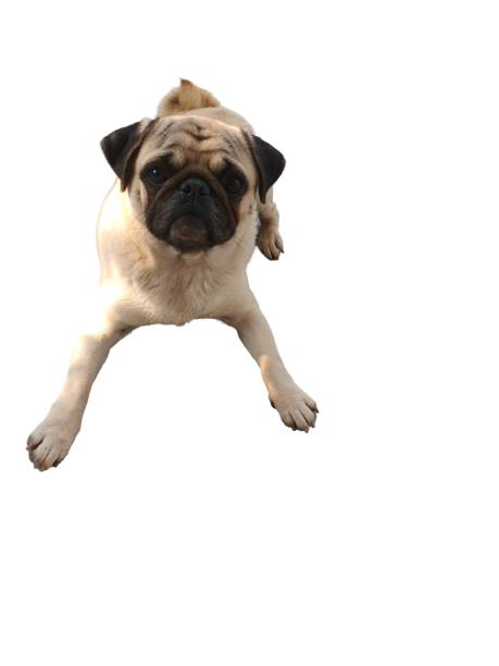 istock A pug dog is laying on the ground 2198189067