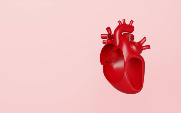 istock 3d realistic human heart isolated on pink background. 3d illustration render 2198189454