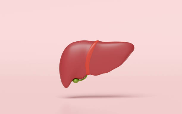 istock 3d realistic human liver isolated on pink background. liver, gallbladder  structure, organs concept, 3d illustration render 2198189463