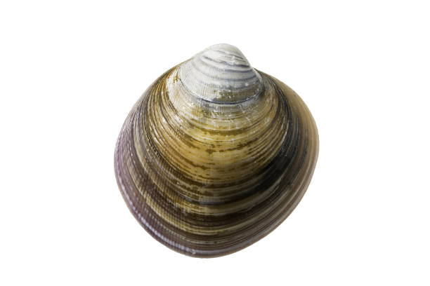 Close-Up Of Shell Clam Against White Background.