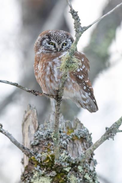 istock A boreal owl (Aegolius funereus) of North America 2198191099