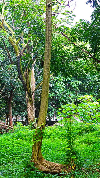 istock A lush tree with green leaves and branches 2198193488