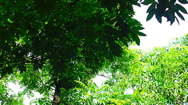 istock A lush tree with green leaves and branches 2198193529