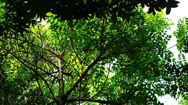 istock A lush tree with green leaves and branches 2198193570