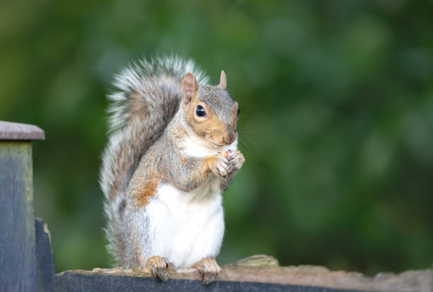 istock Grey squirrel eating nut on a garden fence 2198193802