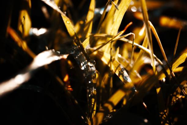 Waterdrop taken with macro photography.