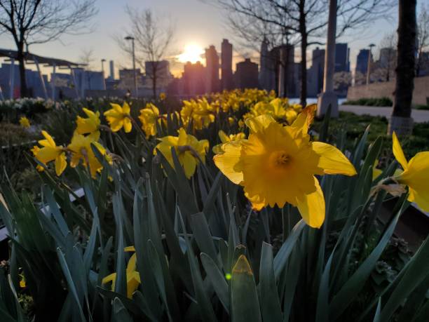 Yellow daffodils in Gantry State Park Long Island City, NY
