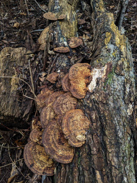 istock Turkey Tail mushrooms growing on a log 2198195315
