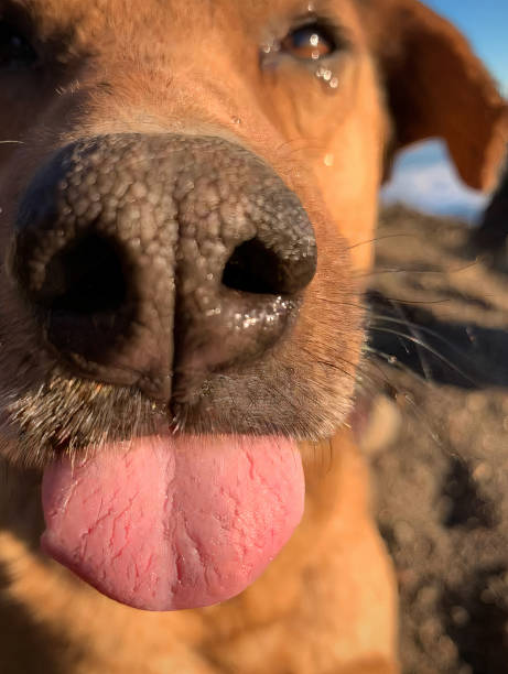 istock Stray Dog on a Dusty Volcano (Antigua, Guatemala) 2198196543