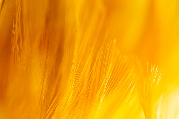 Close-up brown macro feather background,orange feather pigeon macro photo. texture or background