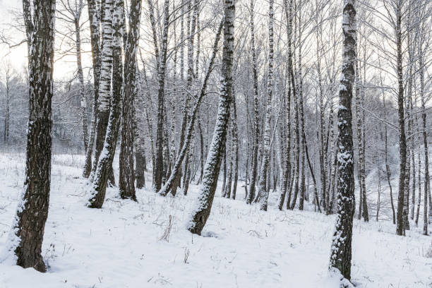 istock Sunbeams shining through snow-covered birch branches in a birch forest after a snowfall on a winter. 2198197569