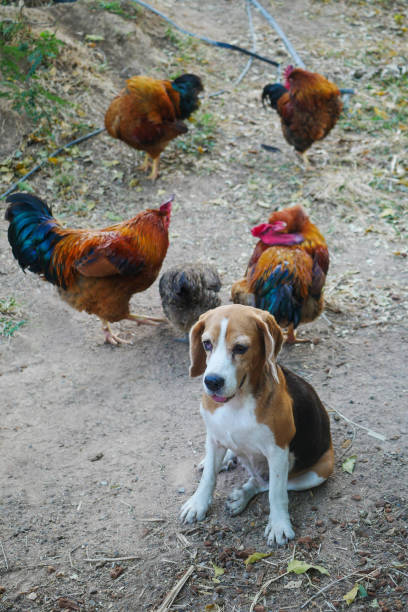 istock Beagle Dog Sitting Among Colorful Chickens in a Rustic Farmyard 2198197647