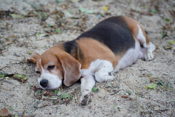 istock A cute tri-color  beagle dog lying on the sand. 2198197735