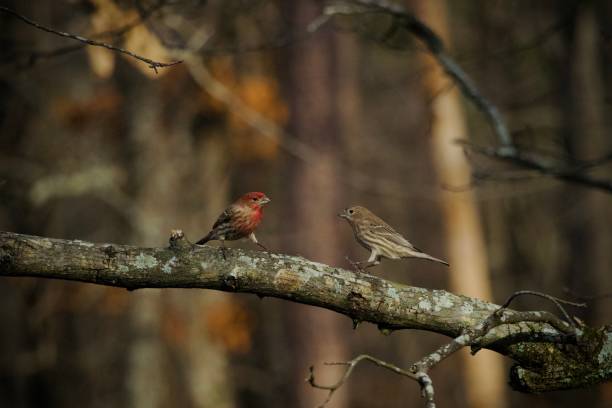 istock Valentines Day bird pairs 2198197941