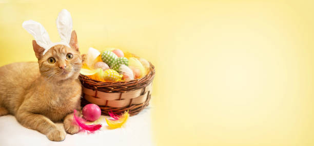 istock Banner of ginger cat wearing Easter bunny ears, celebrating Easter holiday. 2198198460