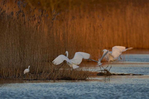 istock Egrets on the Somerset Levels 2198199581