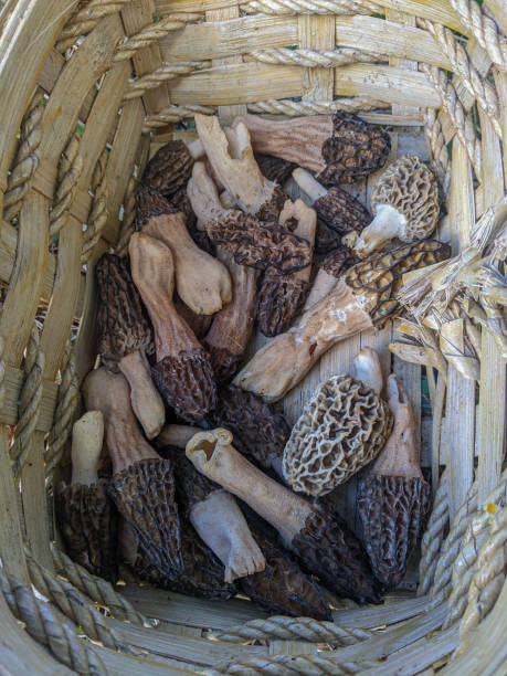 A close-up of Morel Mushrooms in a wooden basket
