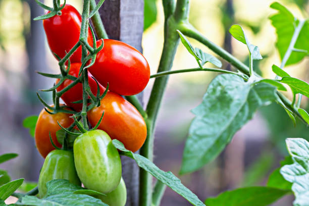istock Ripe red and green tomatoes growing in vegetable garden 2198200923