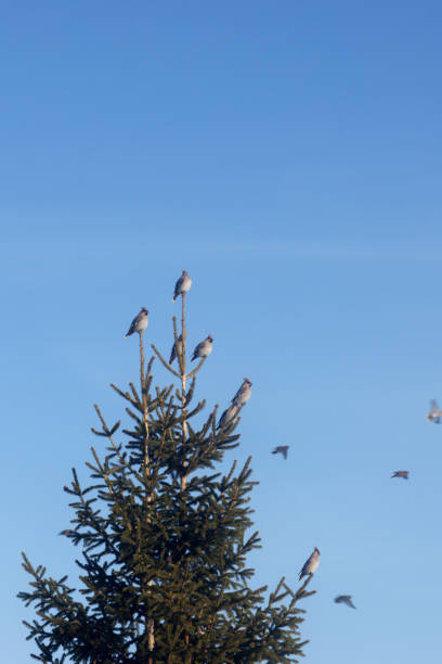 whistlers arrived in Siberia in the winter. Migratory birds