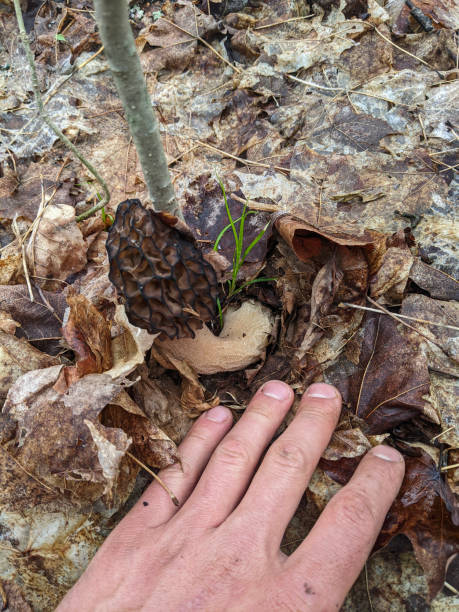 istock A hand uncovering a wild Morel Mushroom 2198201754