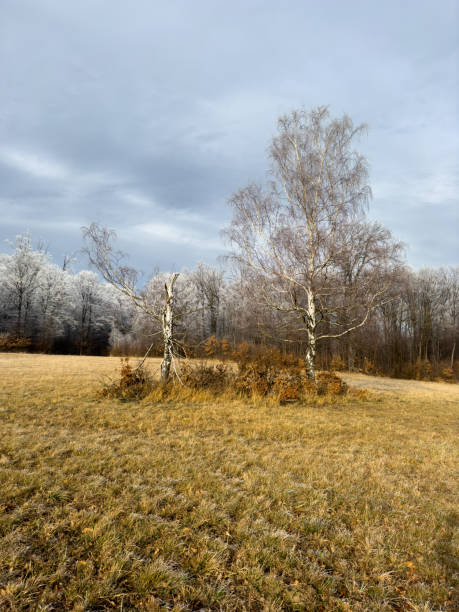 istock Winter's Embrace of Trees and Grass 2198202017