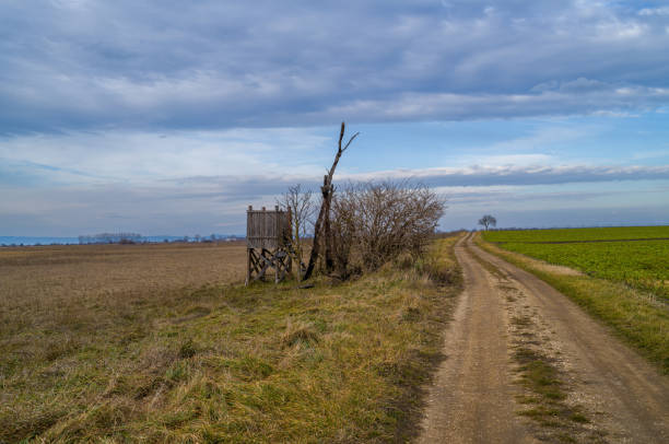 A dirt road winds through a field, bordered by  a hunting blind and  crops.  Cloudy sky overhead.