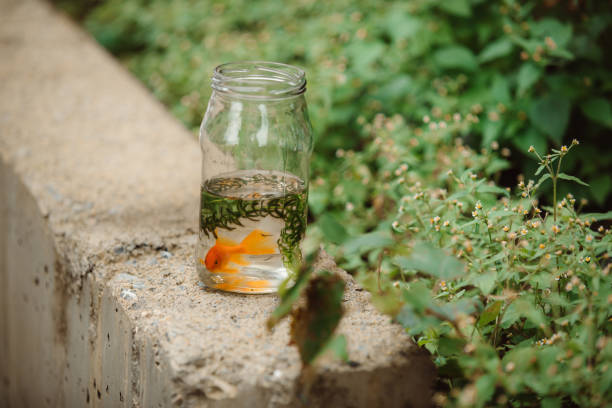 Single gold fish in small bowl