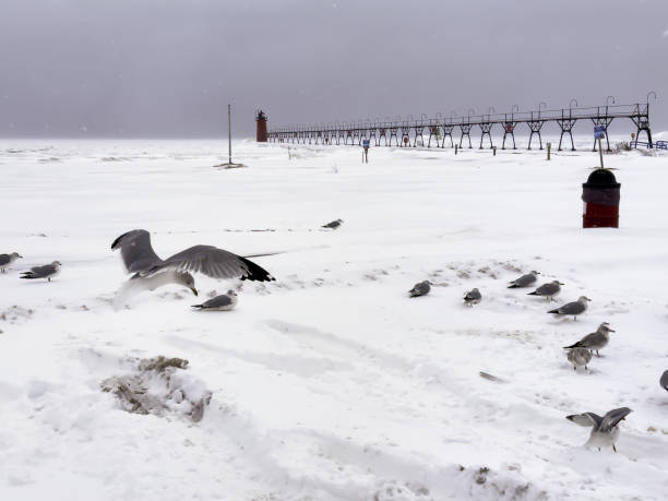 istock Seagulls at South Haven South Pier Lighthouse 2198203327