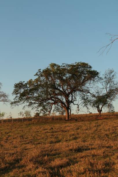 istock Solitary Tree in a Vast Field 2198203962