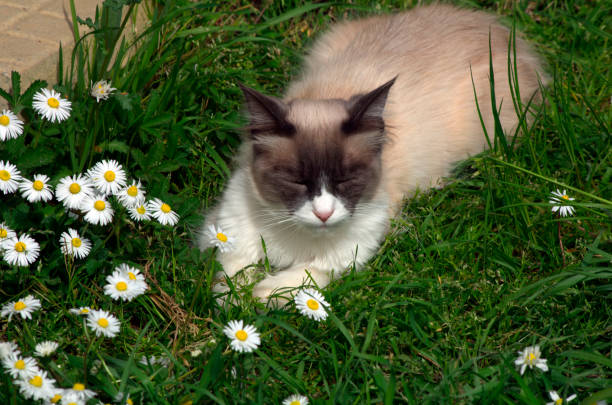 cat lying on the grass next to some daisies