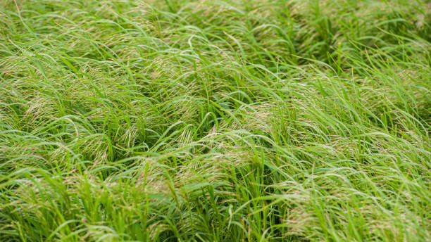 istock Green fresh grass with ears of corn on the meadow. 2198204072