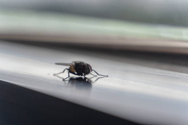 A close-up captures a fly perched on a textured white surface, its intricate details and delicate wings on full display.