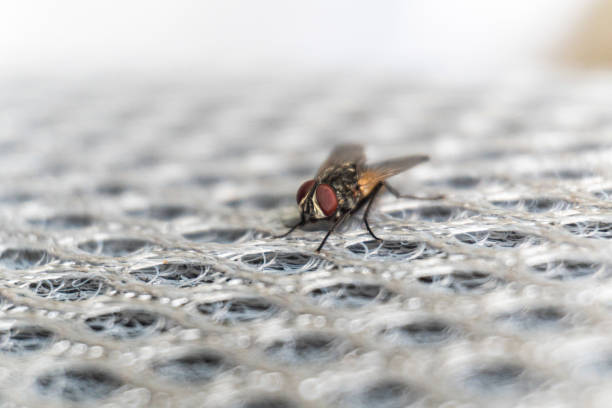 captures a housefly with striking red eyes perched atop a textured, interwoven white surface, highlighting the intricate details of the insect.