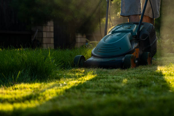 istock Freshly cut thick grass on the lawn, sunny day at sunset, low angle view. Green grass in the backyard, electric lawn mower 2198204830