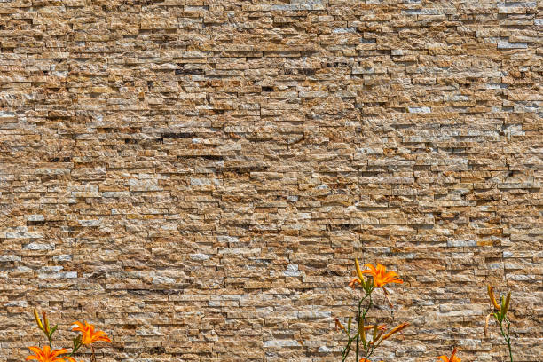 istock Blooming orange lily in a front of limestone bricks wall 2198205375