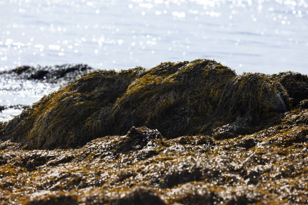 Piles of seaweed at low tide on the shoreline of Great Bay Estuary in New Hampshire