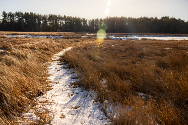 Great Bay wetland grasses on either side of a frozen hiking trail